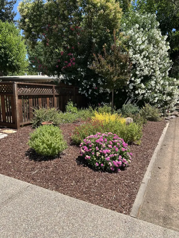 Drought tolerant plants