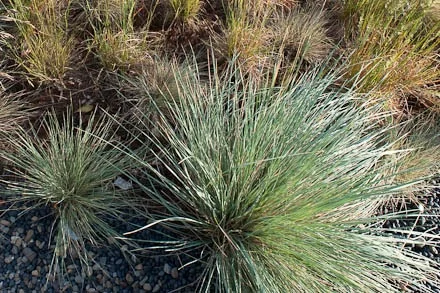 Jean Fogg Landscape project 114