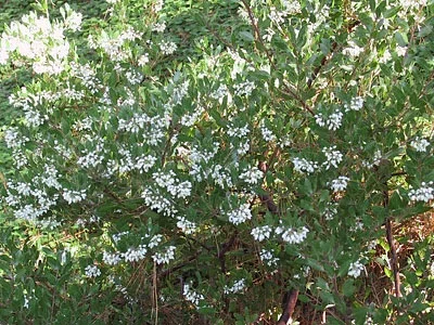 Jean Fogg Landscape project 110