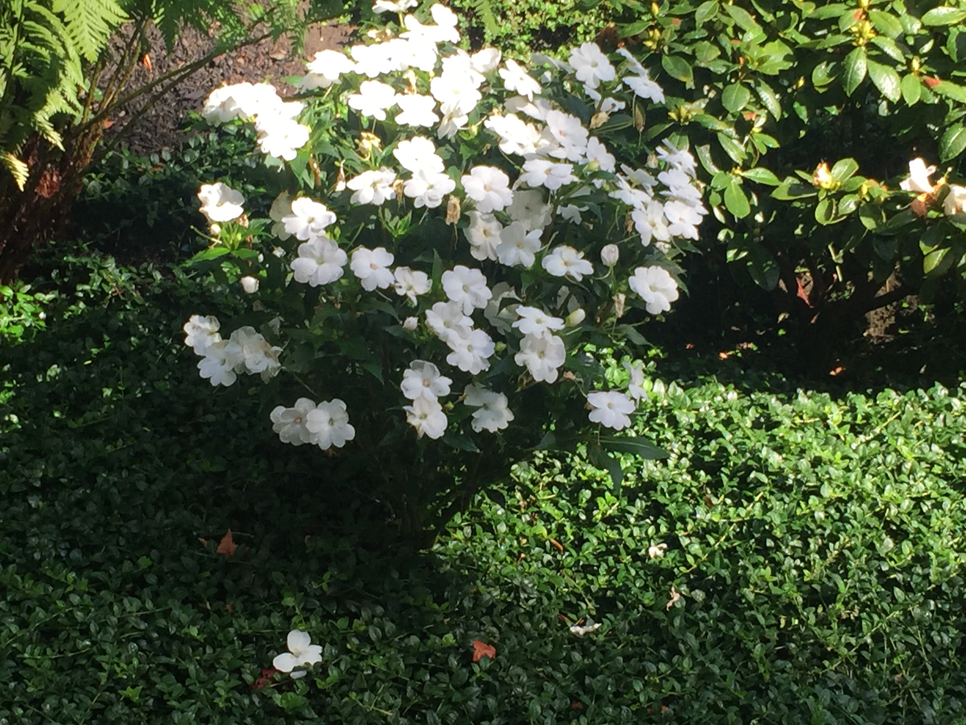 Jean Fogg Landscape project 92