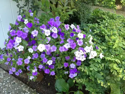 Jean Fogg Landscape project 131