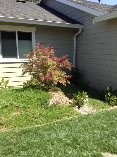 Jean Fogg Landscape project 121