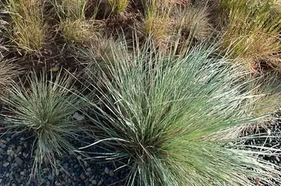 Jean Fogg Landscape project 115