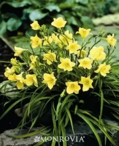 Jean Fogg Landscape project 114