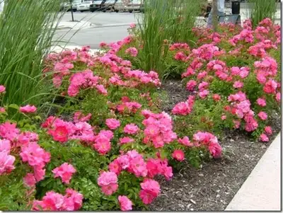 Jean Fogg Landscape project 113