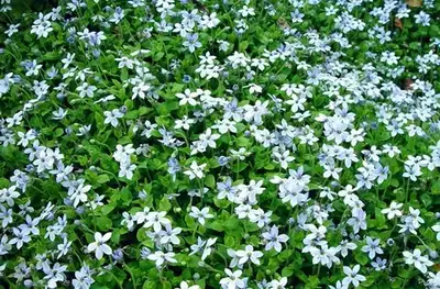 Jean Fogg Landscape project 112