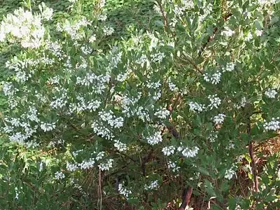 Jean Fogg Landscape project 111