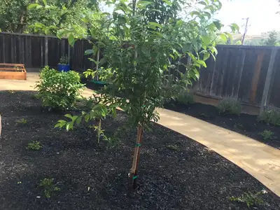 Jean Fogg Landscape project 102