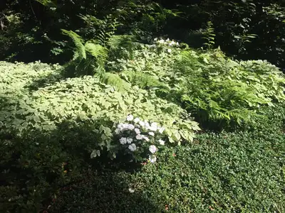 Jean Fogg Landscape project 98