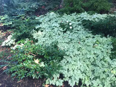 Jean Fogg Landscape project 97