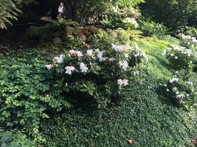 Jean Fogg Landscape project 96