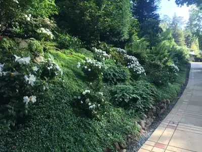 Jean Fogg Landscape project 95