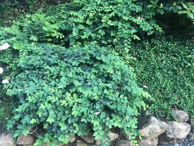 Jean Fogg Landscape project 94