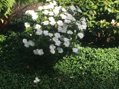 Jean Fogg Landscape project 93