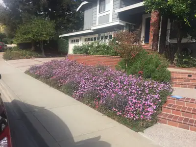 Jean Fogg Landscape project 87