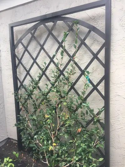 Jean Fogg Landscape project 61